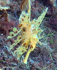 Phycodurus eques