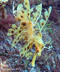 Phycodurus eques