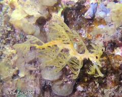 Phycodurus eques