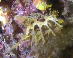 Phycodurus eques