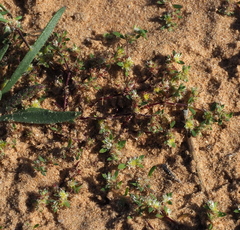 Paronychia arabica