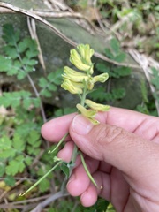 Corydalis balansae
