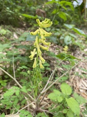 Corydalis balansae