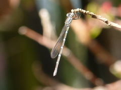 Austrolestes leda