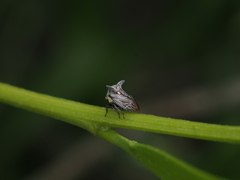 Acanthuchus trispinifer