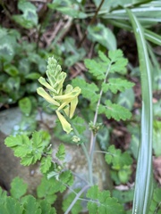 Corydalis balansae