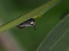 Acanthuchus trispinifer