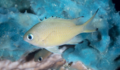 Azurina lepidolepis