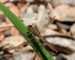 Crocothemis nigrifrons
