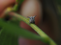 Acanthuchus trispinifer