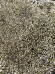 Bebbia juncea