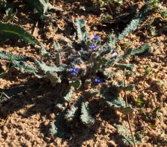 Anchusa aggregata