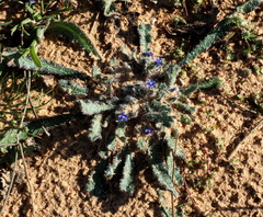 Anchusa aggregata