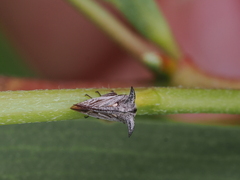 Acanthuchus trispinifer