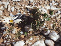 Dimorphotheca pinnata