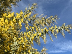 Acacia baileyana