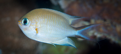 Pycnochromis amboinensis
