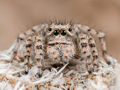 Aelurillus dubatolovi