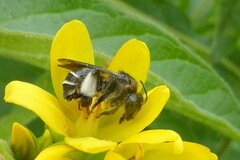 Macropis europaea