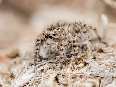 Aelurillus dubatolovi