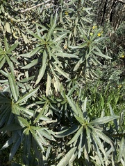 Eriodictyon trichocalyx