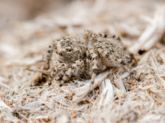 Aelurillus dubatolovi