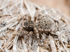 Aelurillus dubatolovi