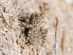 Aelurillus dubatolovi