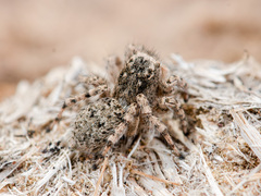 Aelurillus dubatolovi