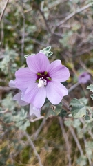 Malva subovata