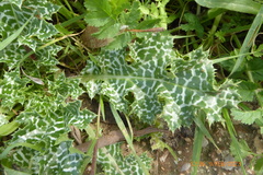 Silybum marianum