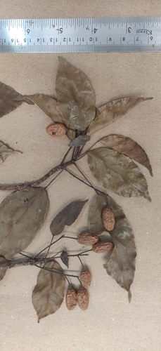 Image of Elaeocarpus munroi by (c) T R Shankar Raman, some rights reserved (CC BY)