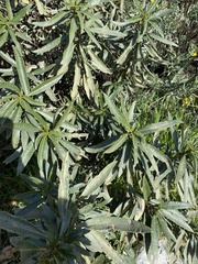 Eriodictyon trichocalyx