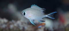 Pycnochromis amboinensis