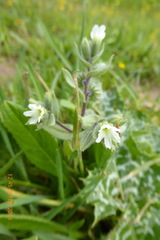 Nonea philistaea