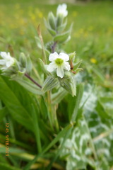 Nonea philistaea