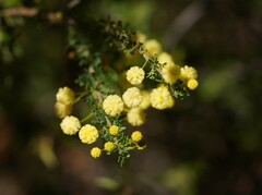 Acacia mitchellii