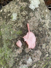 Mycena roseilignicola