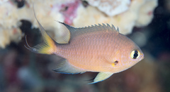 Pycnochromis atripes