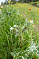 Nonea philistaea