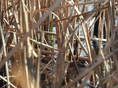 Acrocephalus melanopogon