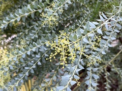Acacia cultriformis