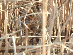 Acrocephalus melanopogon