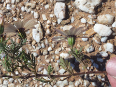 Dimorphotheca pinnata