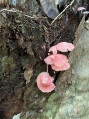Mycena roseilignicola