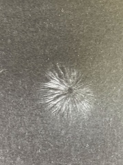 Mycena roseilignicola