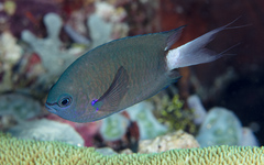 Pycnochromis caudalis