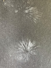 Mycena roseilignicola