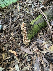 Cerrena zonata