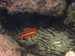Bodianus pulcher